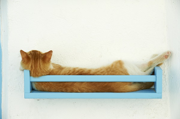 Tipos de enriquecimento ambiental para gatos