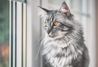 Como cuidar bem de um gato de pelo longo
