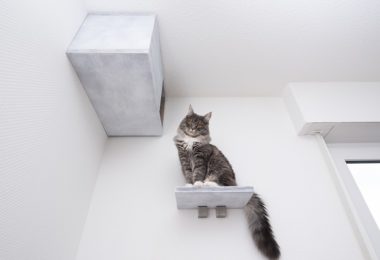 Tipos de enriquecimento ambiental para gatos