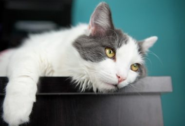 Como ajudar seu gato a sair da depressão