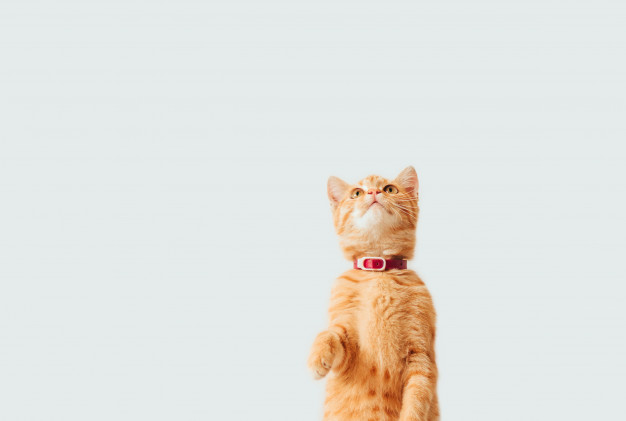 Esporotricose em gatos: saiba o que é e como prevenir!