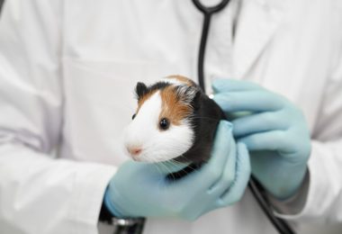 Cinco doenças comuns em hamster e seus principais sintomas