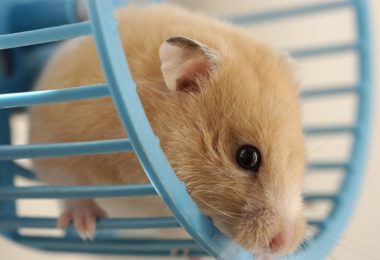 Características e tempo de vida dos hamsters