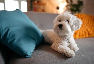 Cachorros pequenos para apartamento: veja nove raças!