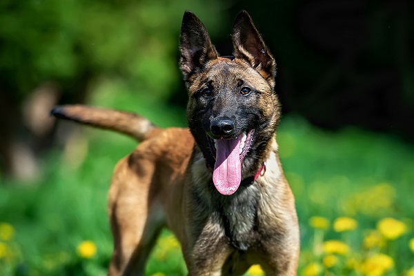 Cachorro policial: Pastor Alemão X Pastor Belga Malinois