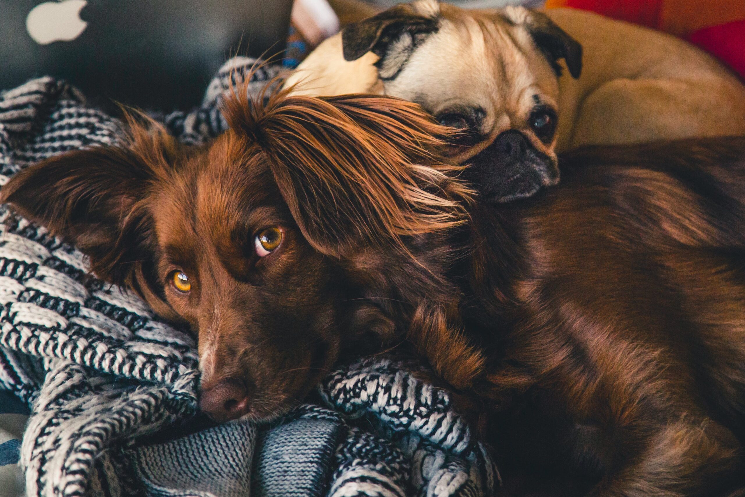 Cachorro com depressão? saiba como ajudá-lo!