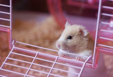Por que alguns hamster e outros roedores morrem logo depois de serem comprados?