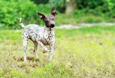Cachorro sem pelo: conheça as raças naturalmente “peladas”