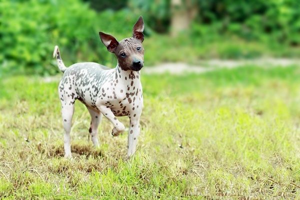 Cachorro sem pelo: conheça as raças naturalmente “peladas”