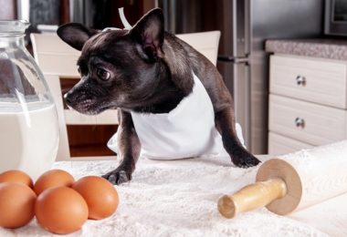 Receita de torta de frango para cães