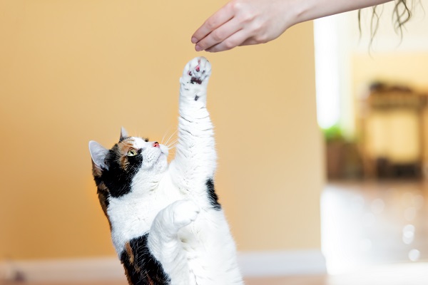 Como ter sucesso para EDUCAR e ensinar gatos de forma eficiente? 