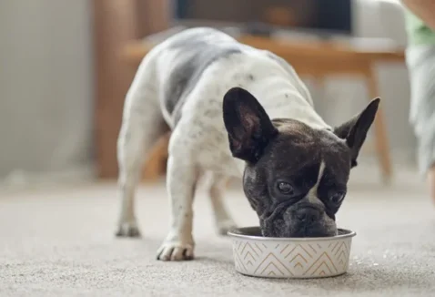 Conheça 6 opções de ração para pele sensível para cachorro