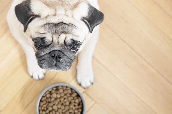 Cachorro pug ao lado de pote de ração sensitive.
