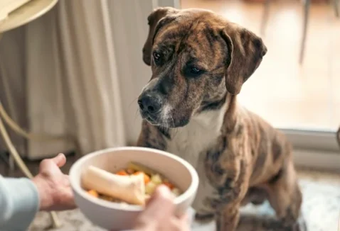 O que dar para cachorro com diabetes? Alimentos e cuidados