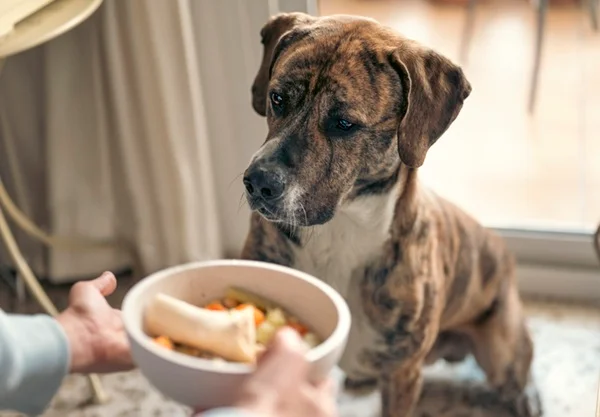O que dar para cachorro com diabetes? Alimentos e cuidados