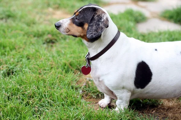 Cachorro diabético.