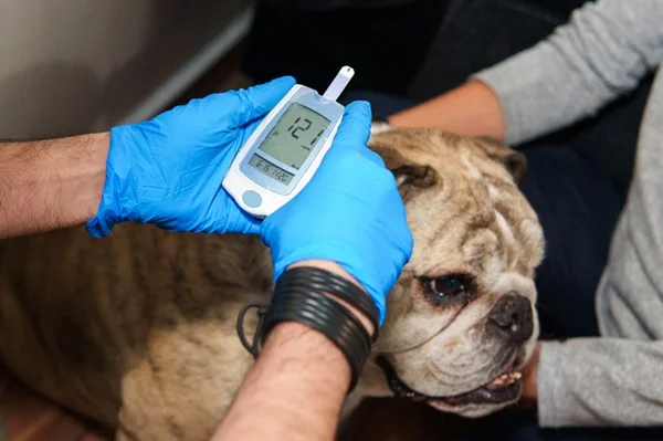 Cachorro com diabetes.