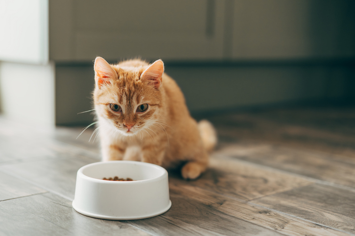 gato comendo ração urinary para gatos