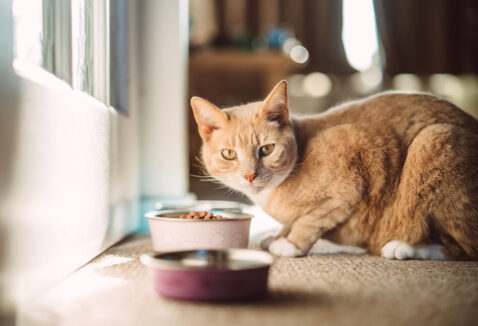 8 melhores opções de ração urinary para gatos