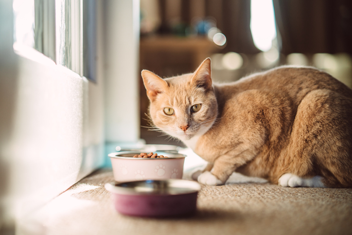 8 melhores opções de ração urinary para gatos
