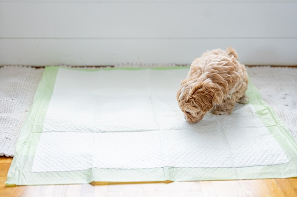 Cachorro cheirando tapete higiênico.