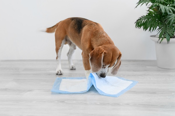 Cachorro brincando com tapete higiênico.