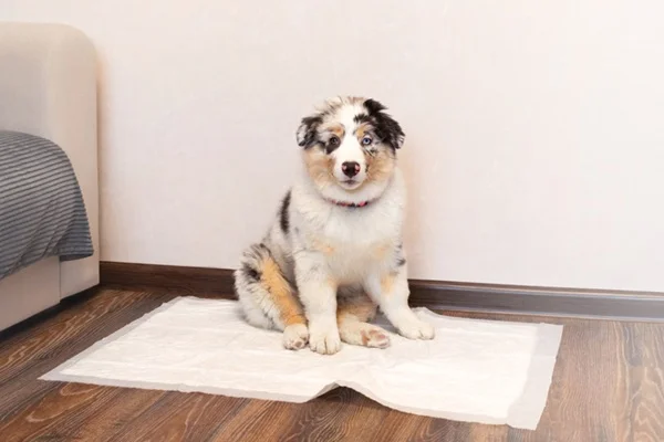 Cachorro filhote no tapete higiênico