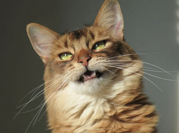 Gato com bafo.