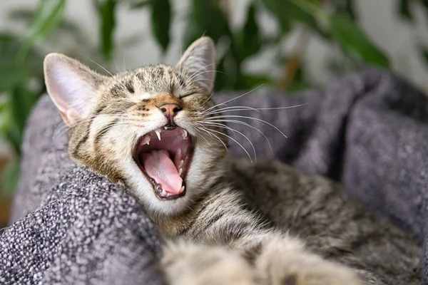 5 maneiras de ajudar seu gato com mau hálito