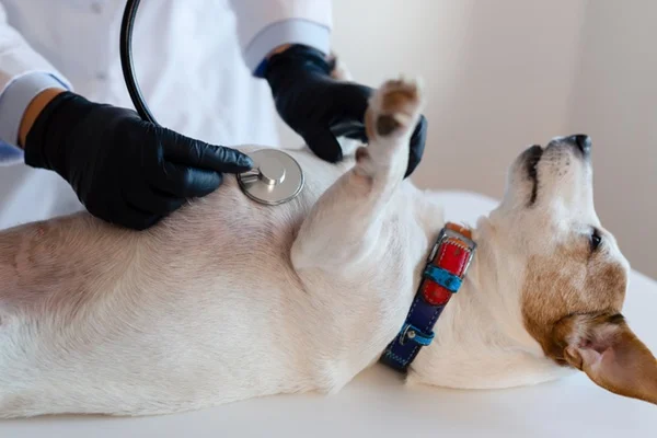 cachorro cardiopata.