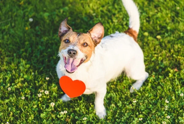 cachorro com coração vermelho