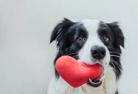 Cardiopatia em cães – O que é, sintomas e principais doenças