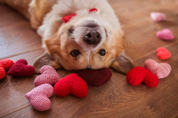 Cachorro deitado com corações de pelúcia.
