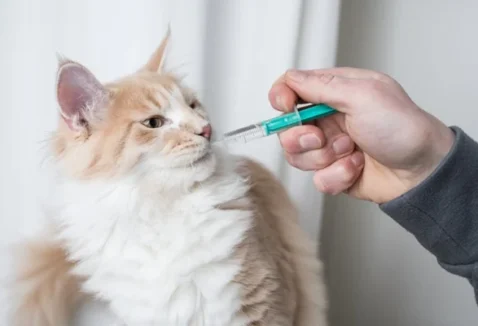 O que é probiótico para gatos, benefícios e quando usar