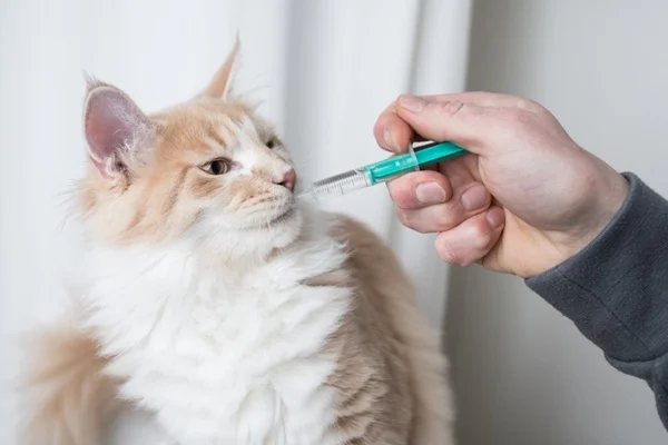 O que é probiótico para gatos, benefícios e quando usar