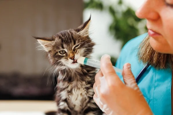 Dando probiótico para gato.