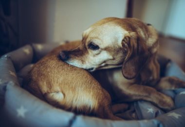 Quatro rações para cachorro com alergia alimentar