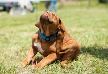 Coceira excessiva pode causar estresse nos cachorros