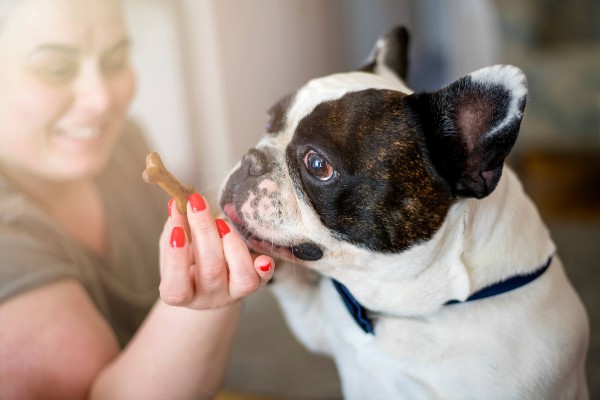 Cachorro-diabetico-Petlove