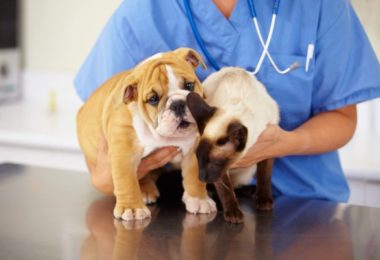 Quatro situações em que seu pet precisa de produtos indicados por um médico veterinário