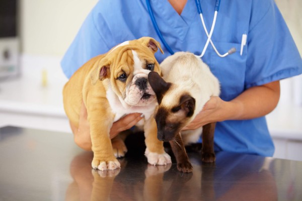 Quatro situações em que seu pet precisa de produtos indicados por um médico veterinário