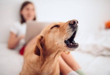 Vereadores de SC criam projeto de lei para proibir cachorros de latirem