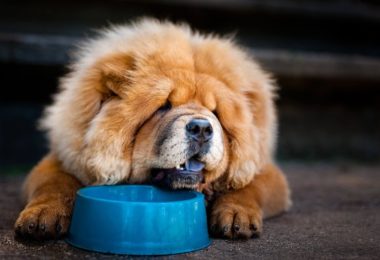 Saiba porque o Chow Chow tem a língua azul