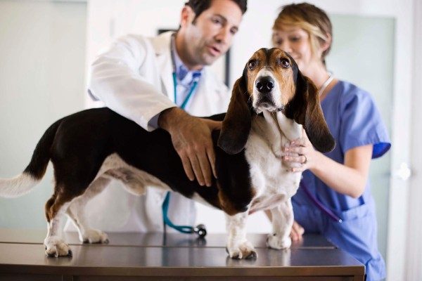 Dia do Médico Veterinário