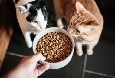 Quantas vezes por dia um gato deve comer?