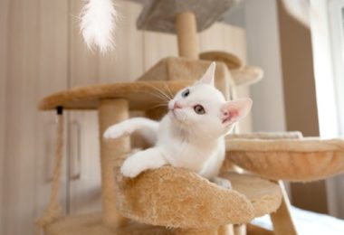 Como exercitar gatos com sobrepeso