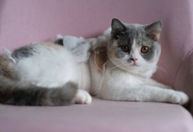 Qual a melhor ração para gatos castrados? Veja a nossa avaliação