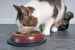 gato comendo ração