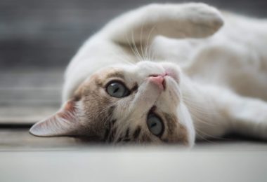 Probiótico para gatos: o que é e como pode melhorar a saúde do seu felino