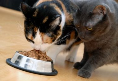 Gatos sem problema renal podem comer ração para pets com doença renal?